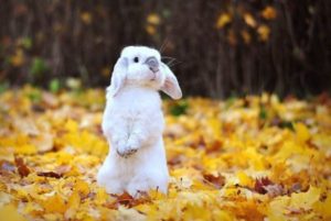 Осень зайчик