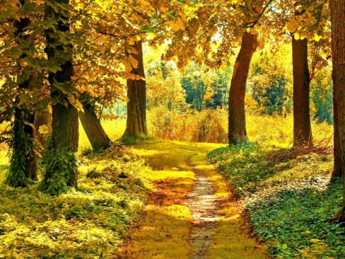 ОсенОсень, золотая осень, осенний лес, осенний пейзаж, осенняя природа, ранняя осень, золотая осень