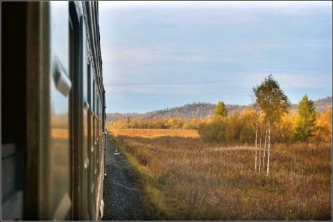 поезд, березы за окном