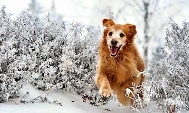 счастливый пес бежит по снегу, зима, первый снег