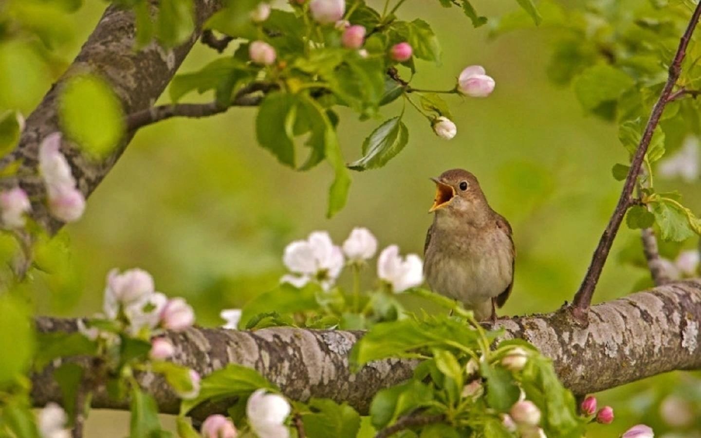 Соловей пение. Птицы весной в лесу. Птицы в саду. Птицы в яблоневом саду. Весенний Соловей.