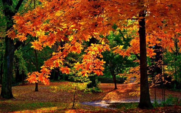 Осень в лесу, листопад