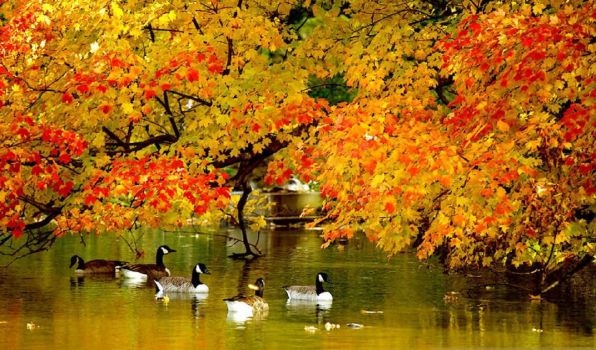 Осень в лесу, в парке, уточки на пруду осенью