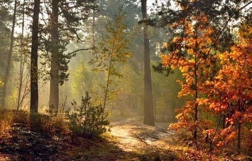 Золотая осень в лесу, осенний рассвет