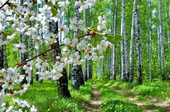 весна, березы, дикая вишня цветет