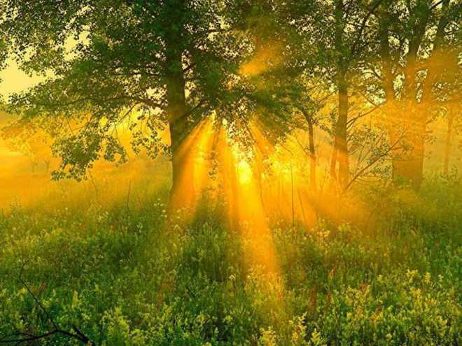 Утро, солнце, природа, лес