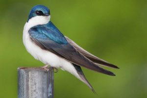 ласточка сидит