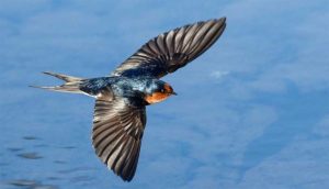 ласточка в полете над морем