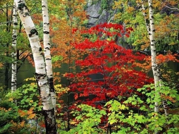 Осень в лесу, осенний лес, осина осенью, береза осенью, пейзаж осенний, природа