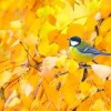 осень синичка птичка листья