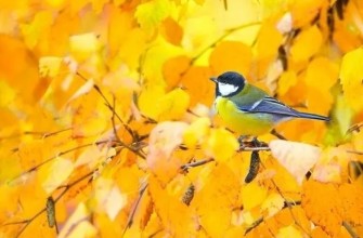 осень синичка птичка листья