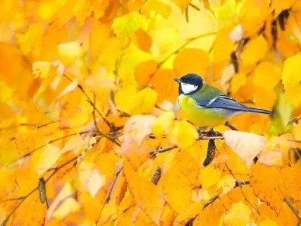 осень синичка птичка листья