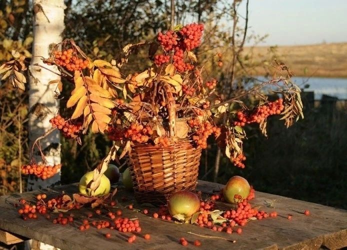 Осенний сад, осенняя корзина, рябина, яблоки