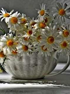 ромашки цветы ваза