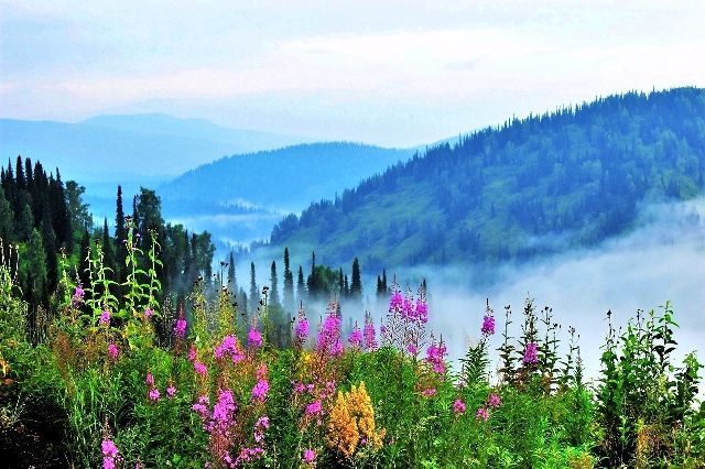 Россия, Сибирь, травы, лес, туман