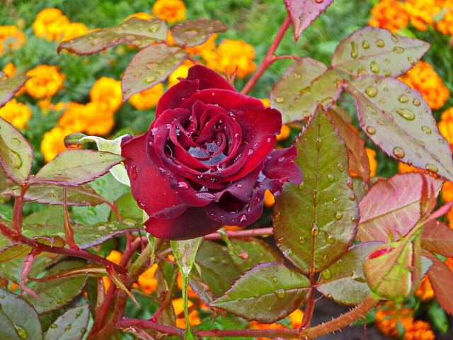 Сентябрьская роза