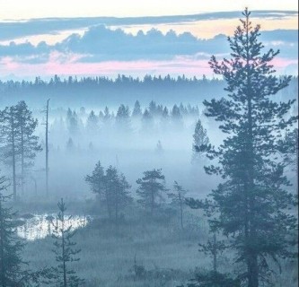 закат туман лес природа