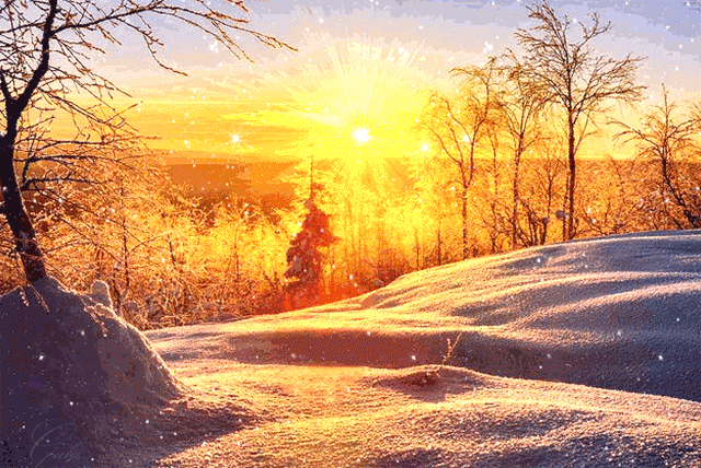 Зима в лесу, яркое солнце на снегу