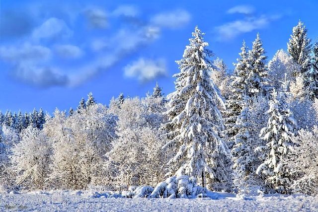 Красивая зима в лесу, зимний пейзаж в лесу