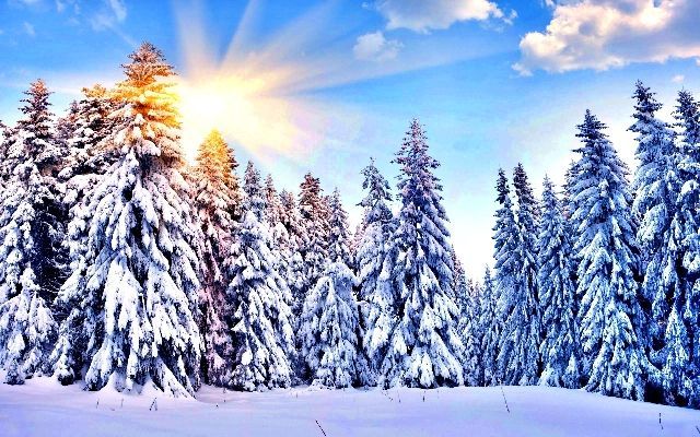Красивый зимний лес, Зима в лесу, пейзаж зимний