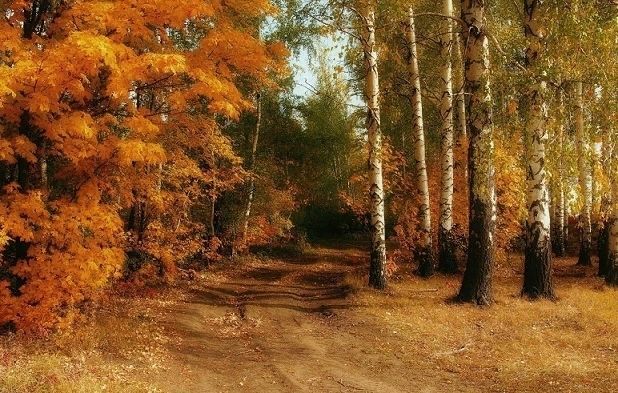 Осень в лесу, осень, осенний лес, золотая осень