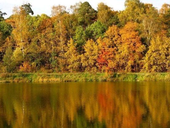 Осень, Золотая Осень в лесу, осень на речке, на пруду