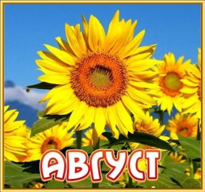 август-венец лета