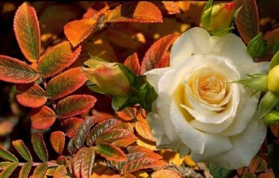 Белая роза осенью, осенняя белая роза