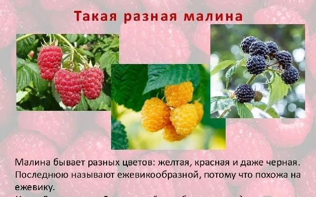 День малинового варенья