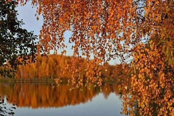 Осень красивая в лесу, на реке