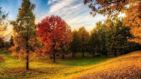 Осень, осенний пейзаж с кленом, осенняя поляна