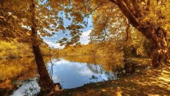 Осень, Золотая Осень в лесу, осенний лес, речка