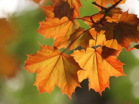 Осенний кленовый лист, осень, осенний клен, листья клена