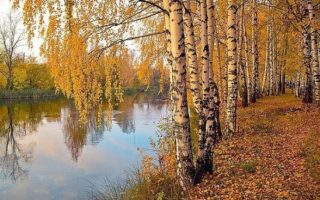 Золотая Осень, береза осенью, наступила осень, река и осень, березки осенние, пейзаж осенний, Осенняя береза у реки, Осень