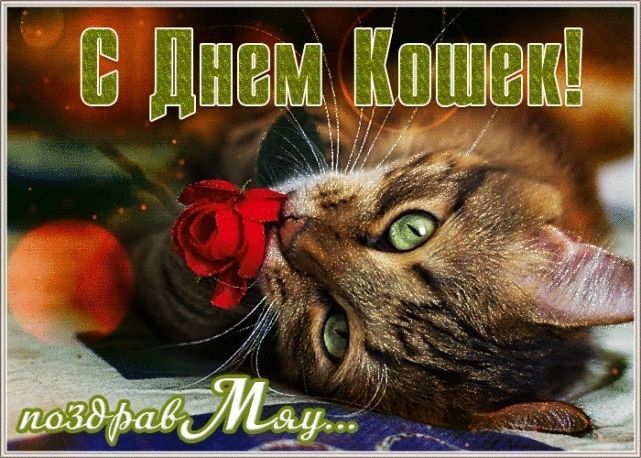 с днем кошек, День кошек