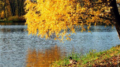 Осень, Сентябрь на реке, осенний лес