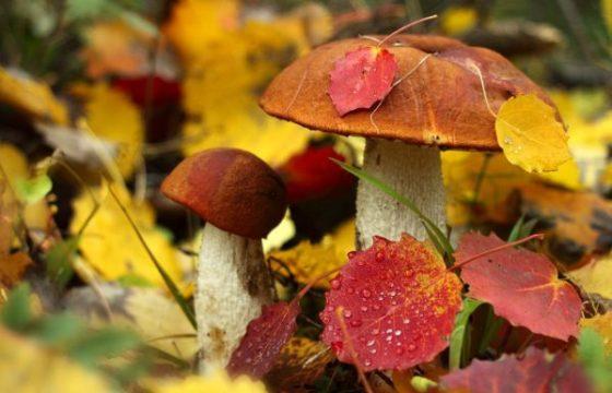 Подосиновик, осень, грибы