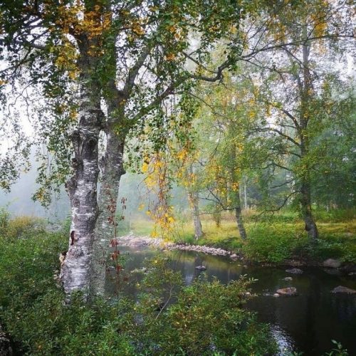 Береза у реки, осень ранняя, лес осенний