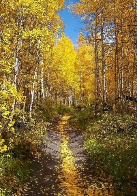 Лес в октябре, лесная тропа, осень, золотая осень, пейзаж, природа