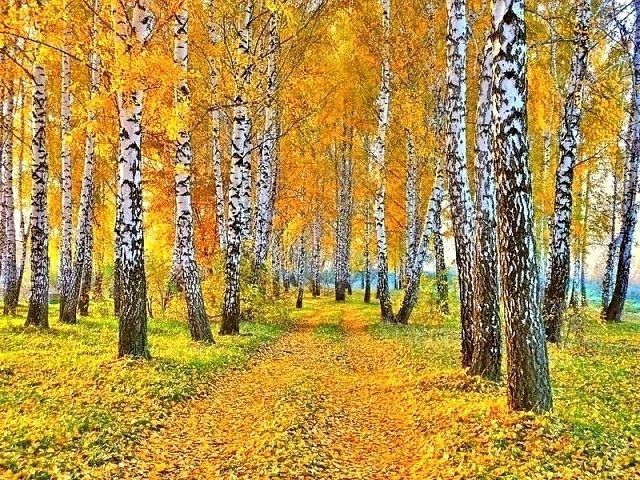 Осень, березы, березки, лес