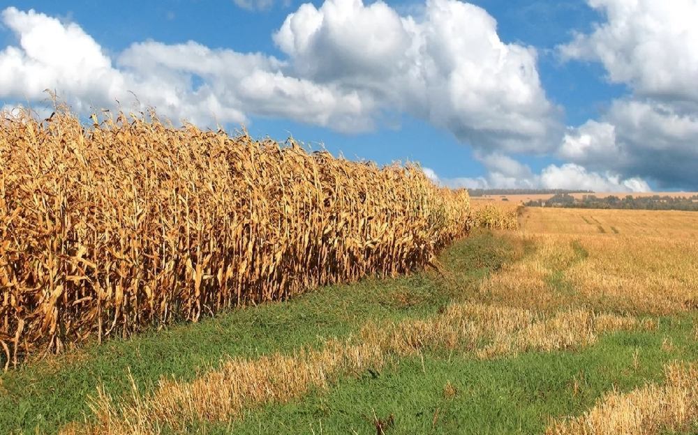 Осень, поле кукурузы, стебли кукурузы