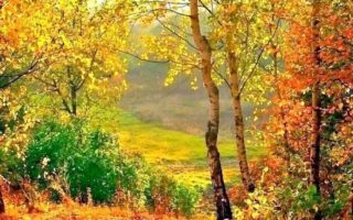 Как Сделать Красивые Фото В Лесу Осенью