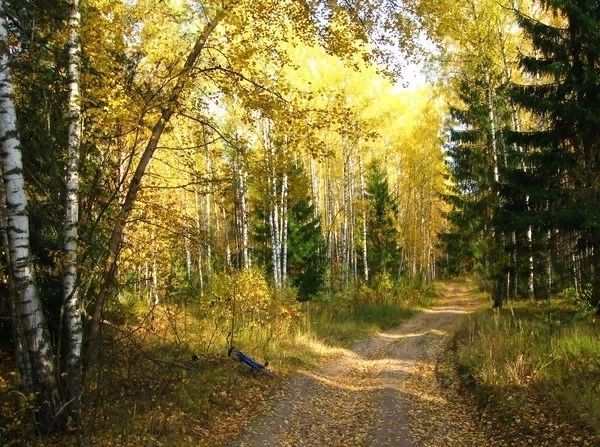 Осенний лес, лес в октябре, лесная тропа, осень, золотая осень, пейзаж, природа