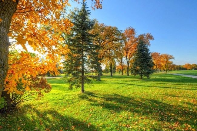 ранняя осень, лес, природа, пейзаж