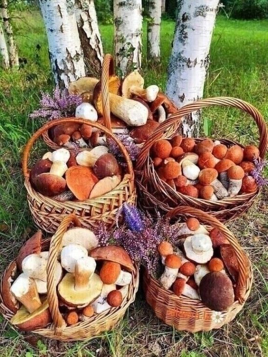 Урожай грибов, грибы лесные, природа России