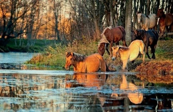 лошади на водопое, кони и река