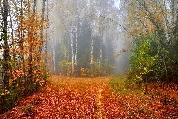 Осень, осенний пейзаж, осенний лес, туман