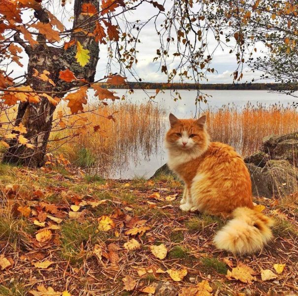 Осень, рыжая кошка, осенний лес