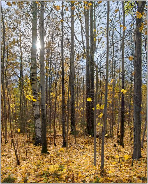 Осенний лес поздней осенью