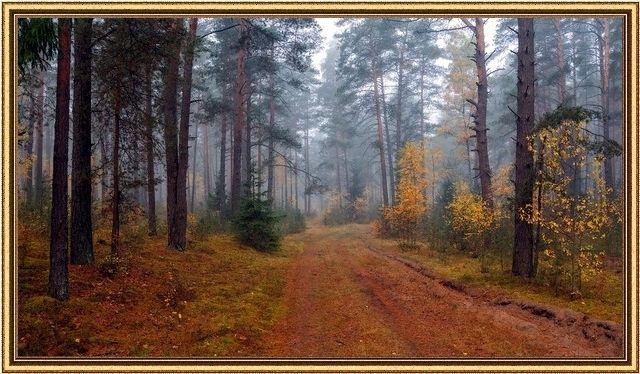 Осенний лес, утро в осеннем лесу